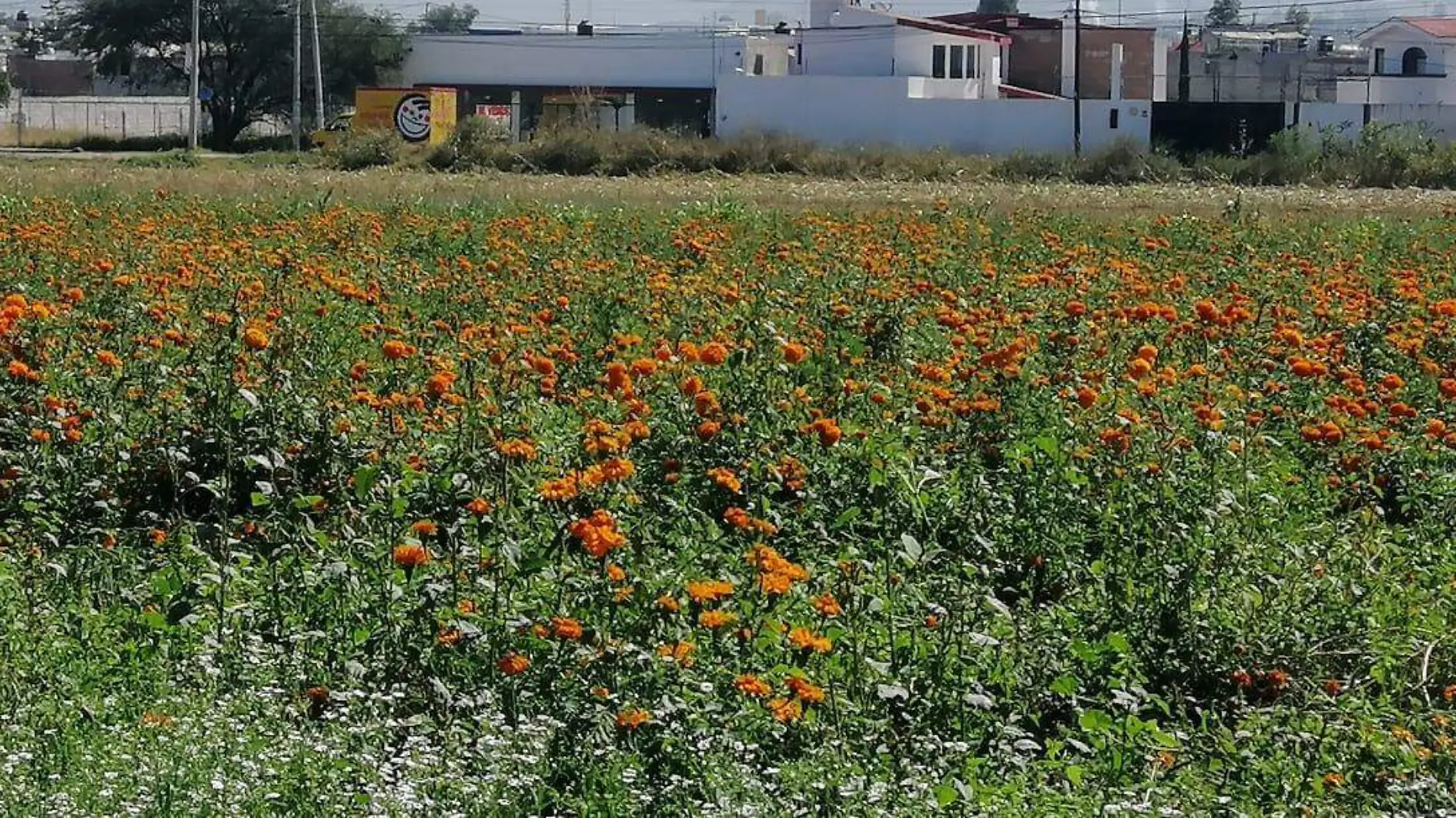 Floricultores reducir_n costo de flor de muerto este a_o.